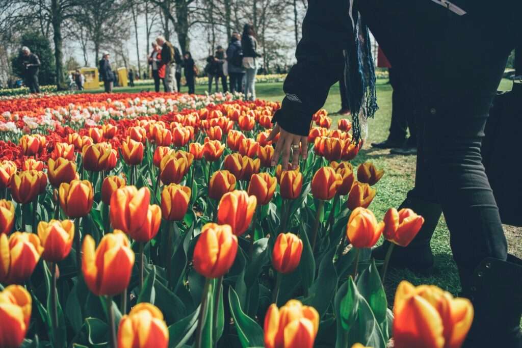 Keukenhof